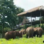 elephant-nature-park-sky-walk-2