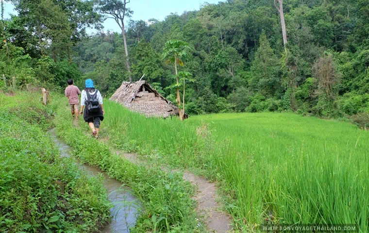 Jungle trekking in Chiang Mai