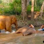 elephant-bamboo-rafting-half-day-2