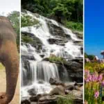 doi-inthanon-elephant